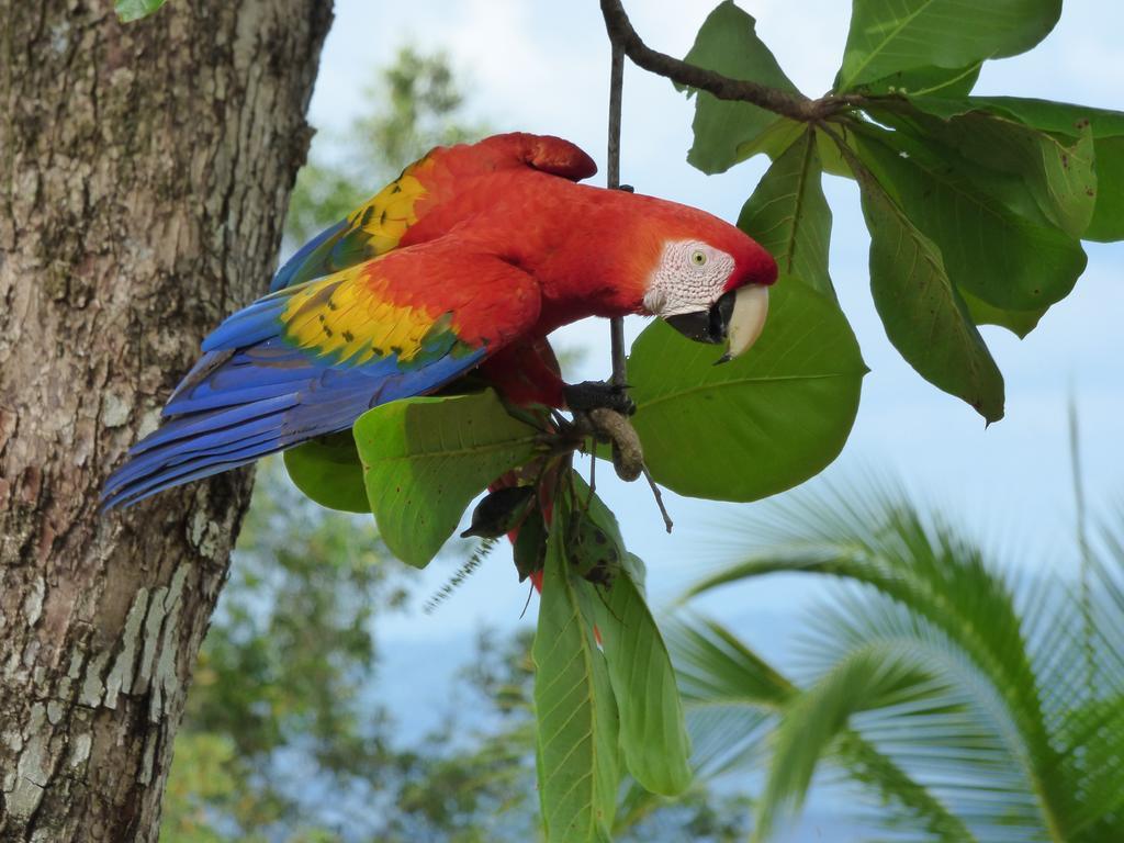 Corcovado Beach Lodge Puerto Jimenez Luaran gambar