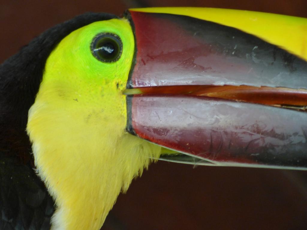 Corcovado Beach Lodge Puerto Jimenez Luaran gambar