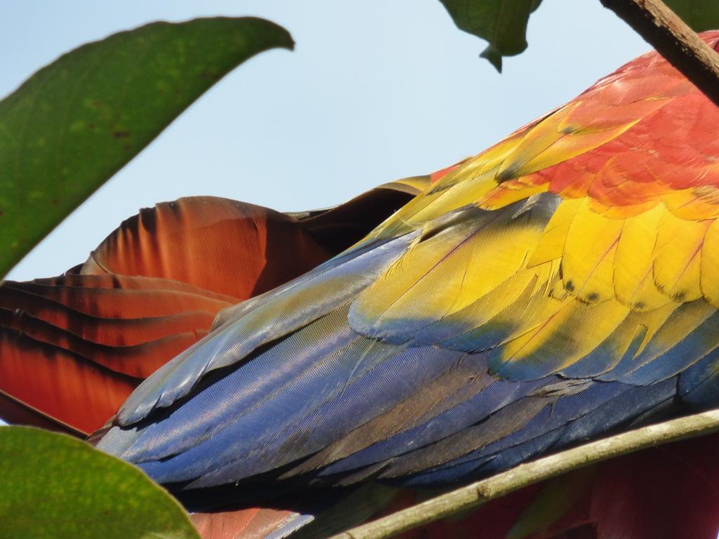 Corcovado Beach Lodge Puerto Jimenez Luaran gambar