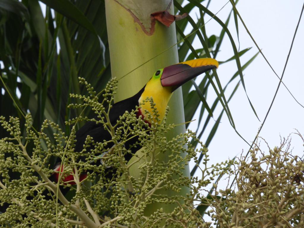 Corcovado Beach Lodge Puerto Jimenez Luaran gambar