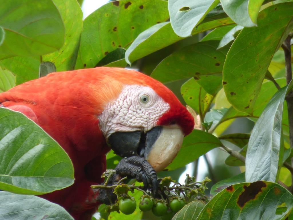 Corcovado Beach Lodge Puerto Jimenez Luaran gambar