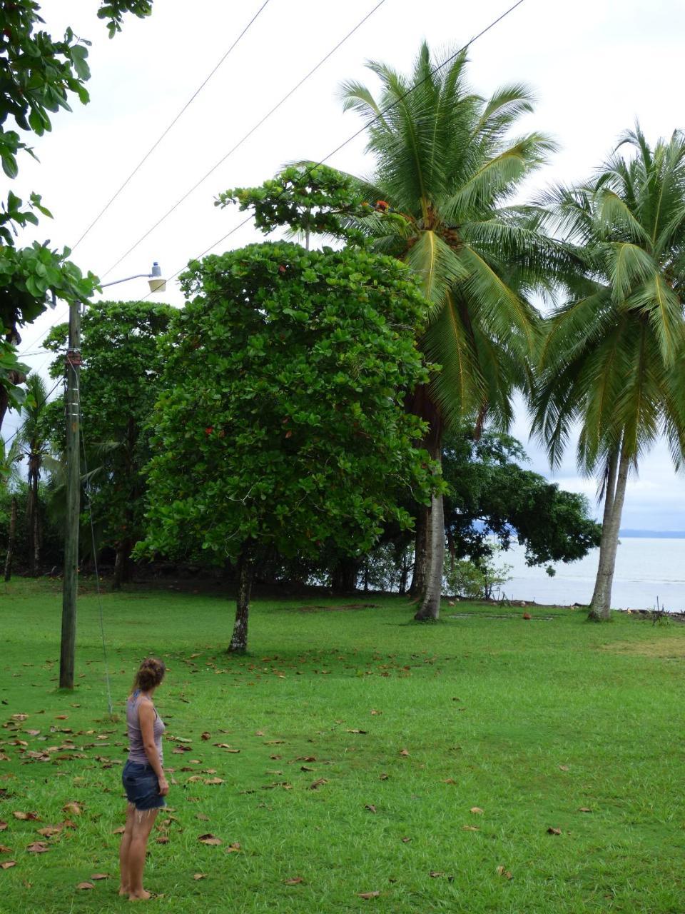 Corcovado Beach Lodge Puerto Jimenez Luaran gambar